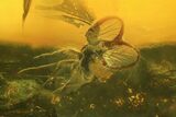 Fossil Beetle (Coleoptera) & Four Flies (Diptera) In Baltic Amber #166209-2